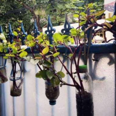 _ Tanaman binahong - bibit tanaman binahong ungu - pohon herbal