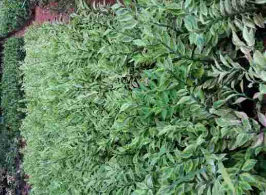 Zigzag Plant - Tanaman Hias Patah Tulang - Euphorbia Tirucalli