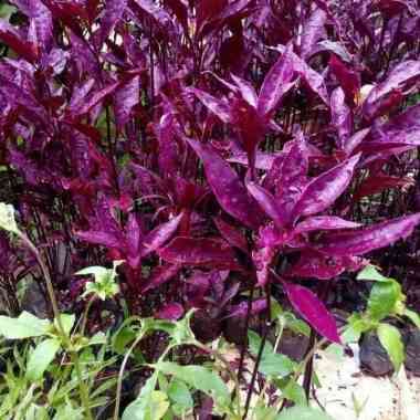 tanaman hias bayam merah - bunga erpah -tanaman erfah