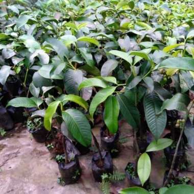 Tanaman Buah Manggis Okulasi Sudah Berbuah - ABRâ €