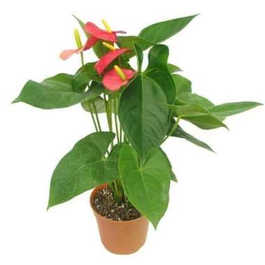 Tanaman Hias Indoor Anthurium Bunga