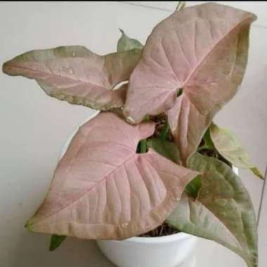 Tanaman Singonium merah | keladi syngonium pink | Singonium