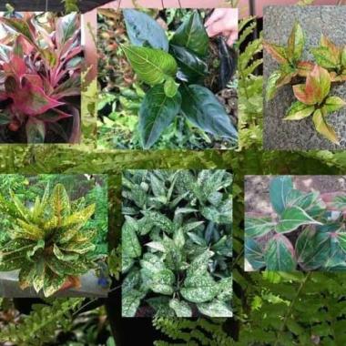 tanaman hias aglonema paket 6 jenis tanaman hias aglonema