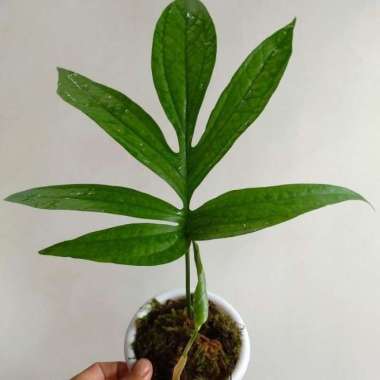Amydrium Zippelianum/Tanaman Hias/Indor Plant