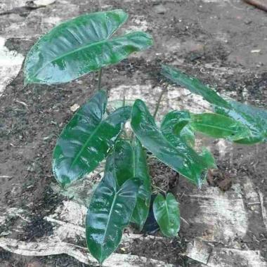 Tanaman Brekele//Tanaman Vertikall