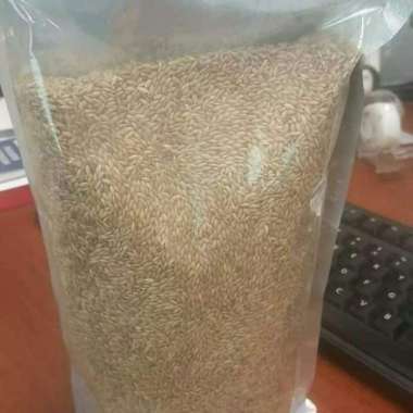 Biji Benih Rumput Gajah Biasa - Bibit Rumput Gajah