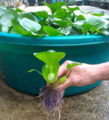 Eceng Gondok - Tanaman Air Eceng gondok