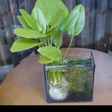 NEW!! tanaman hias 2143 melati air - melati air