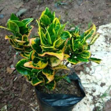 Tanaman Hias Puring Jengkol