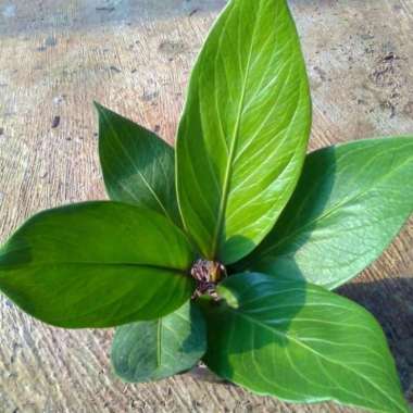 Tanaman Hias Anthurium Jemani Cobra