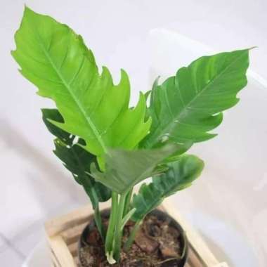 tanaman hias Philo gergaji - philodendron gergaji