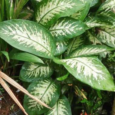 Tanaman Blanceng Beras//Tanaman Indoor.