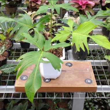 Tanaman Hias Philodendron Florida Ghost