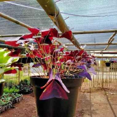 Tanaman Gantung Kupu Kupu//Tanaman Hias Oxalis
