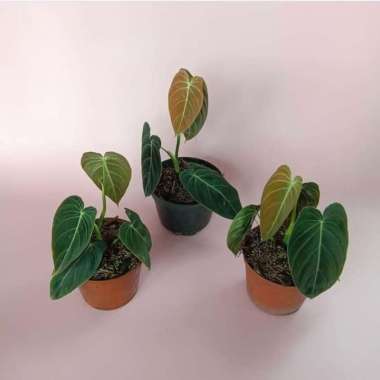 Jual tanaman hias philodendron Melanochrysum - Philodendron melano _