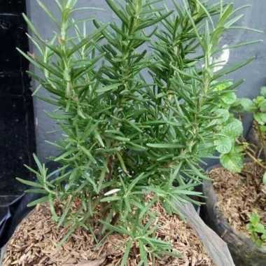 Tanaman Rosemari Tanaman Pengusir Nyamuk