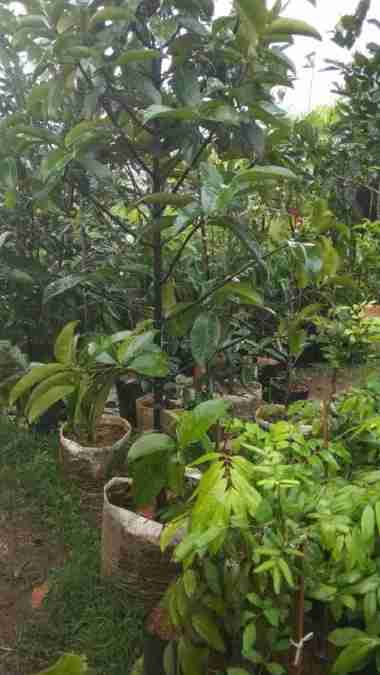 Pohon Buah Manggis//Tanaman Manggis.