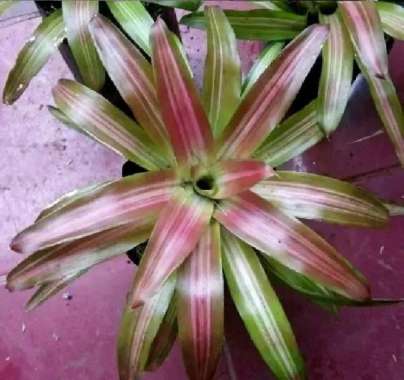 Pohon Bromel - Tanaman hias Bromelia Tricolor - Bromelia Three Colour