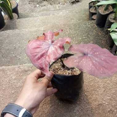 Tanaman Hias Keladi Merah Maroon - Caladium Merah