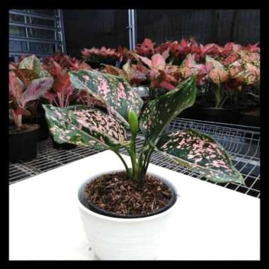 Aglonema pink dalmantion | tanaman hias aglonema | Aglonema