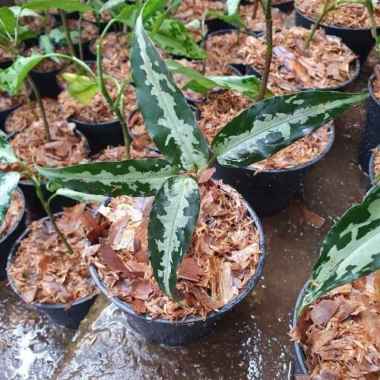 Jual tanaman hias aglonema pictum aceh _
