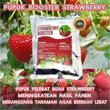 Pupuk Booster Stroberi Pupuk Pelebat Buah Stroberi Organik Booster