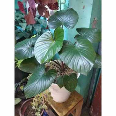 Promo COD !!! Tanaman hias homalomena Occulta batang merah