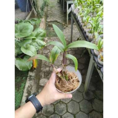 anggrek dendrobium panama red dewasa Dewasa