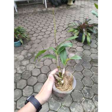 anggrek dendrobium panama red dewasa Spike