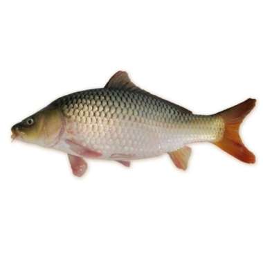 IKAN MAS SEGAR 500 GRAM Utuh