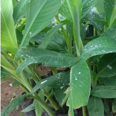 Bibit Pisang Kepok aneka Bibit Murah