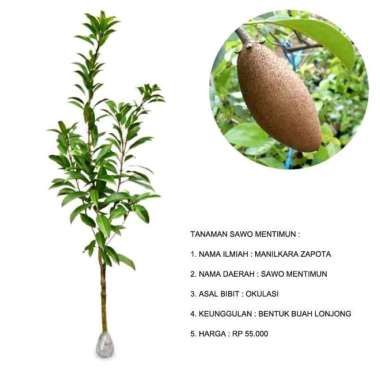 Promo!!! BIBIT TANAMAN SAWO MENTIMUN/SAWO TIMUN