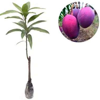 Promo... BIBIT MANGGA IRWIN MANGGA UNGU
