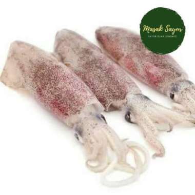 Cumi Basah Segar Premium 500 Gram 1 Kg 1 kg