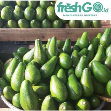 Alpukat Mentega Aligator 1kg | FRESHGO