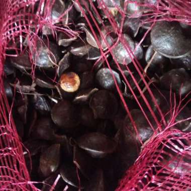 Jengkol Mentah Jengkol kulit - 1/2 kg