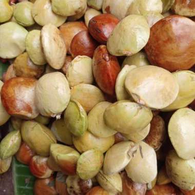 Jengkol Mentah Jengkol muda - 1 kg