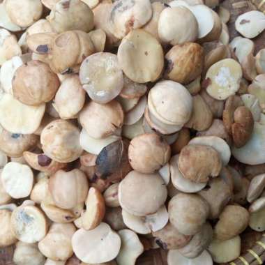 Jengkol Mentah jengkol rebus - 1/2 kg