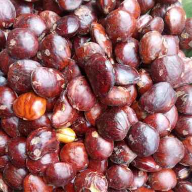 Jengkol Mentah Jengkol Tua - 1/2 kg