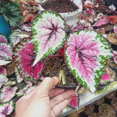 Tanaman Begonia Pelangi/Begonia Rex Pink Champagne