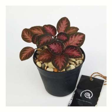 Episcia cupreata 'Strawberry Patch' - Tanaman hias bunga / houseplant