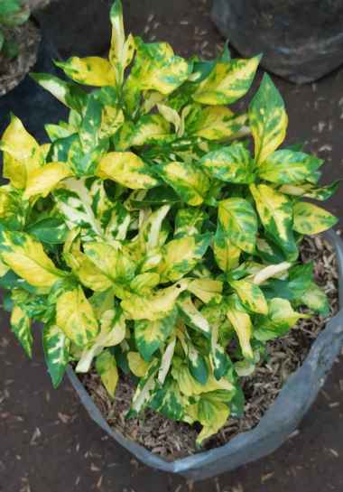 Promoo.. Krokot Kriminil Daun Kuning Warna Kuning