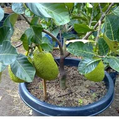 bibit nangka mini bibit unggul pohon okulasi