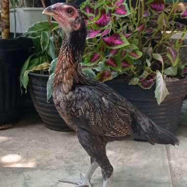 Ayam Betina Pencetak Bulbi Magon Mangon Pakhoy Koygon Ganoi Shamo III Multivarian