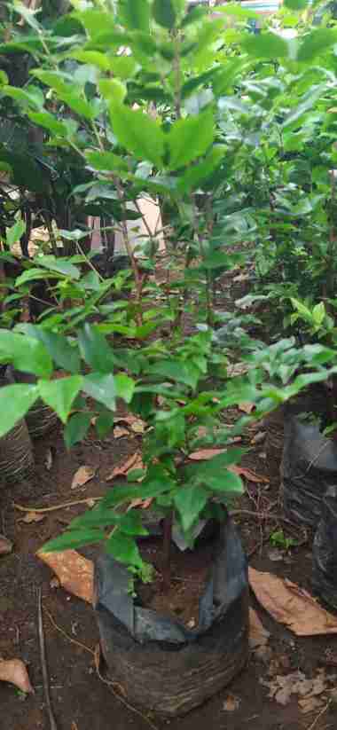 Anggur Brazil / Anggur Pohon Precco Siap Tanam Aneka Bibit
