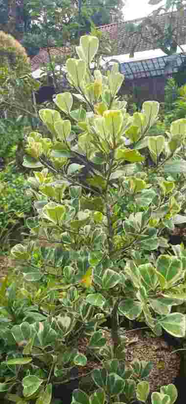 Beringin Varigata Beringin Kupu kupu tanaman bonsai beringin tunas bibit