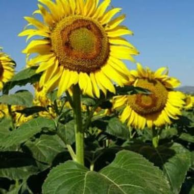 Jual Oem Bunga Matahari Sungold Dwarf Sunlower Teddy Bear Benih Bibit Online Januari 2021 Blibli