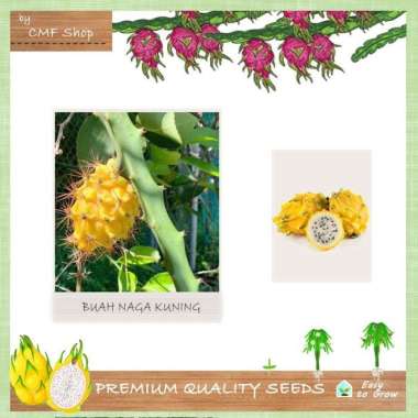 Bibit Benih Buah Naga Kuning