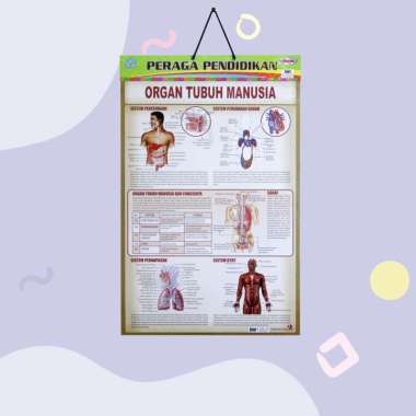 Poster Edukasi Anak / Poster Anak Bingkai Seri Anatomi Tubuh : Mata Manusia / Mulut Dan Lidah / Orga