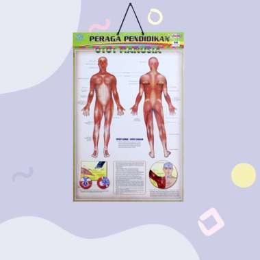 Poster Edukasi Anak / Poster Anak Bingkai Seri Anatomi Tubuh : Mata Manusia / Mulut Dan Lidah / Orga